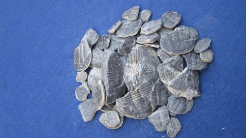 LOTE DE 50 PARCIALES DE TRILOBITES FÓSILES ELRATHIA - Imagen 2 de 4