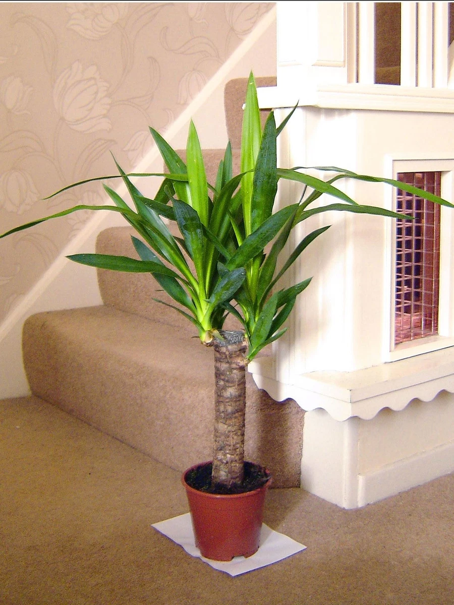 60cm TALL LARGE SPINELESS YUCCA ELEPHANTIPE EVERGREEN INDOOR HOUSE PLANT IN  POT | eBay