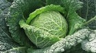SAVOY KING CABBAGE SEEDS Home Vegetable Garden Brassica Oleracea Savoy Cabbage