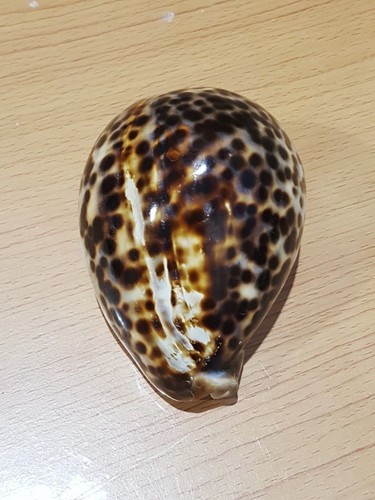 Sea Shell Clam Loepard Dot Pattern Conch Ocean Paperweight - Picture 3 of 12