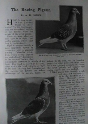 The Pigeon Loft Book: Racing And Breeding Loft Book With Black Cover - Foto 7