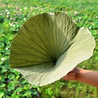 Dried Lotus Leaf 36 幹荷葉 Weight Loss Tea Herb Natural Food Wrapper Decoration