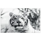WG041 Black and White Tiger Printed Wall Sticker Vinyl Various Sizes