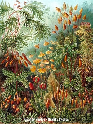 Grove of Mosses 8.5x11'' Photo Print, Ernst Haeckel Botanist Bryophyta Nature Art