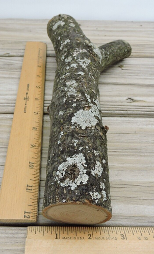 11" Apple Wood Stick Log Chunk Carving Crafts Y Forked Crotch Straight 2 1/16"D - Picture 11 of 13