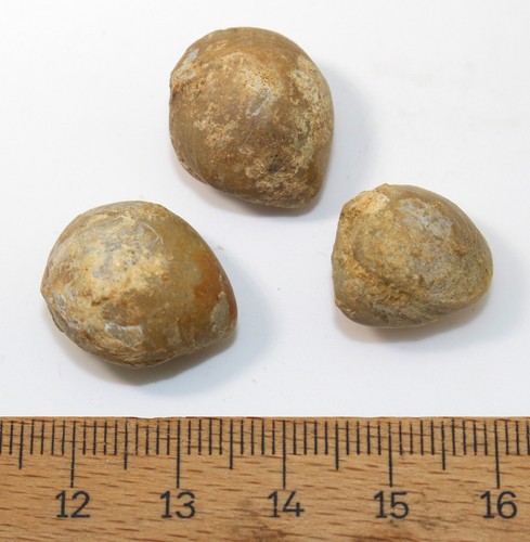 Brachiopoden, Sphaeroidothyris sphaeroidalis, Jura, Bajoc, Dorset, UK-x153 - Picture 2 of 7