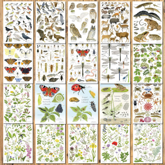 A5 British Nature Identification Wildlife Charts Birds Insects Wild Flowers Tree A5 British Nature Identification Wildlife Charts Birds Insects Wild Flowers Tree