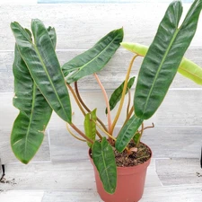 Philodendron Billietiae | Rare Tropical Plant | 6-Inch Pot | Lush Foliage