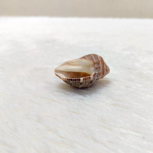 Vintage Rare Beautiful Natural Conch Shell Beach Decorative Collectible SL13 - Picture 9 of 11