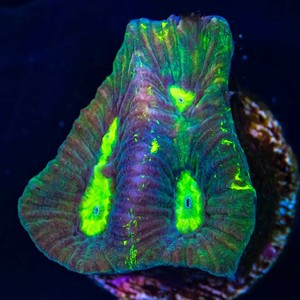 WWC-Splatter-Goniastrea-WYSIWYG-Live-Coral-Frag-World-Wide-Corals-81