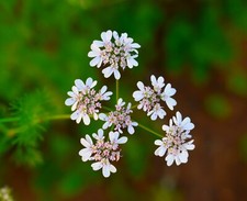 250 Cilantro Seeds - Coriandrum sativum - Non-GMO Medicinal and Culinary Herb