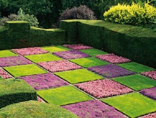 Thyme Seed 300 Multi-Colored Rock Cress Seeds Creeping Thymus Serpyllum Organic - Picture 2 of 6