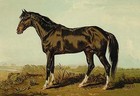 Dongola Horse Samuel Sidney Poster Print