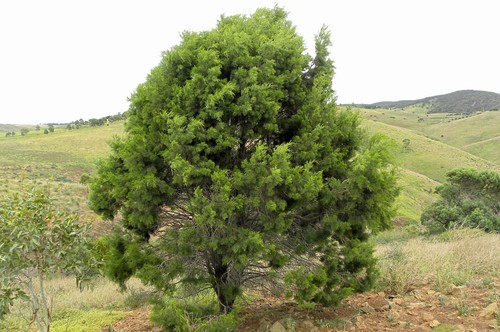 Cypress Pine (Callitris Roei) 30 Seeds - Picture 2 of 3