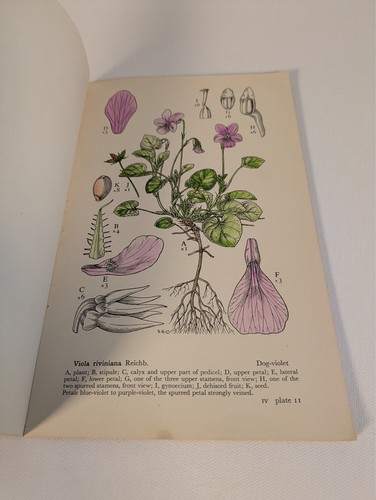 Drawings Of British Plants Stella Rose-Craig 5x Volumes Illustrated - Picture 12 of 12