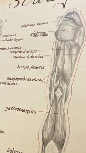 VTG RARE Anatomical Hand DRAWN Pencil Legs Muscles Physique Body Anatomy Chart - Picture 7 of 13