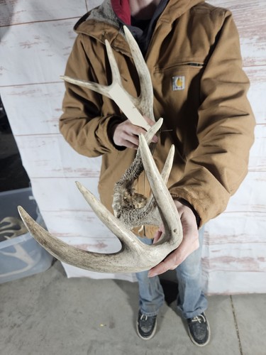 Wild 8 Point Whitetail Deer Antler Rack Horn Skull Plate Decor Man Cave 112" - Imagen 4 de 10