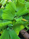 Water Lettuce Free Floating Aquarium/Pond Plants