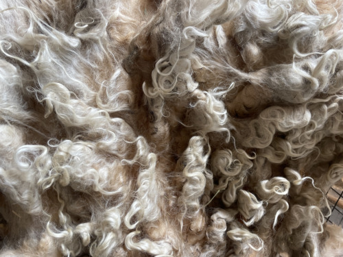 9.5+lbs Lincoln Sheep Wool Fiber fleece spinning beard prim stuffing raw wool - Picture 9 of 11