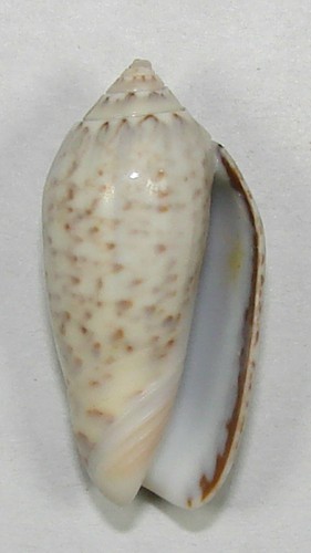 OLIVA SPICATA SPECIES 28.00mm BEAUTIFUL SPECIMEN Guaymas, Sonora, Mexico - Picture 2 of 2