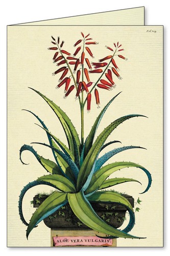 Cavallini - 8 Notecards - 4 Designs/2 Per Design - Cactus/Cacti/Succulents - Picture 6 of 7