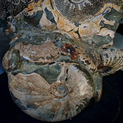 24,75 libbre TOP ammonite intera naturale fossile conchiglia quart cristallo esemplare guarigione - Foto 12 di 13