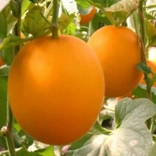 20PCS SEEDS Fresh Earth Sweet Organic Red Melon Seeds.(#5220)