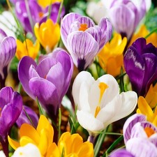 Garden State Bulb Large Flowering Mixed Crocus Bulbs, 8/9cm, Fall Planting
