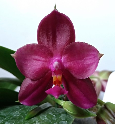 Fragrant Orchid Phalaenopsis Phal. Mainshow Redbull ‘LR001' In 3" Pot