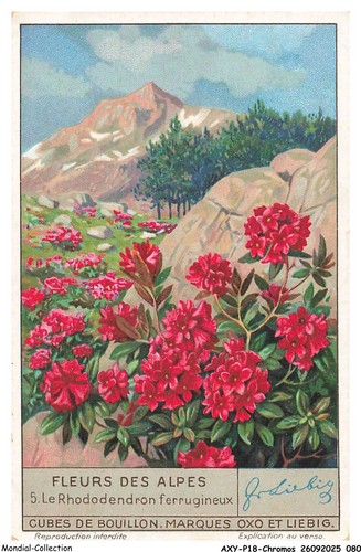 AXYP18-1392-CHROMOS - Compagnie liebig - Fleurs des alpes - Le rhododendron fe - Photo 1/2