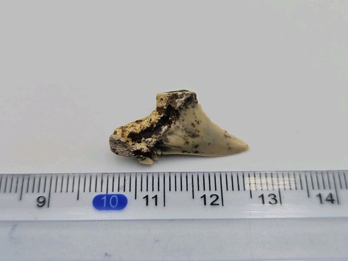 Diente de tiburón fósil Jaekelotodus trigonalis - Ucrania, en buen estado - Imagen 3 de 3