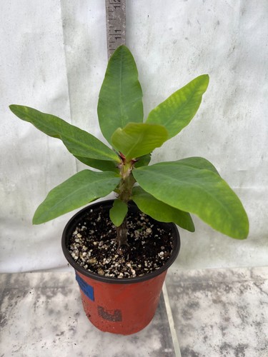 Sale Giant Euphorbia Milii SETHEE MUEANG THAI Crown of Thorns Corona D'Cristo - Picture 12 of 13