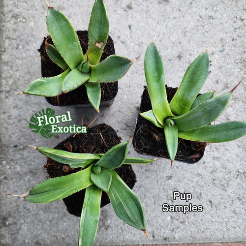 Agave Parryi Truncata 'Limestreak' Starters - US Stock - Picture 2 of 2