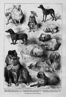 DOG SHOW POMERANIAN DACHHUND SHEEP DOG MALTESE PUG SKYE TERRIER