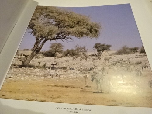 GARAPON (Paul) - Afrique australe, grandeur nature.  - Picture 12 of 12