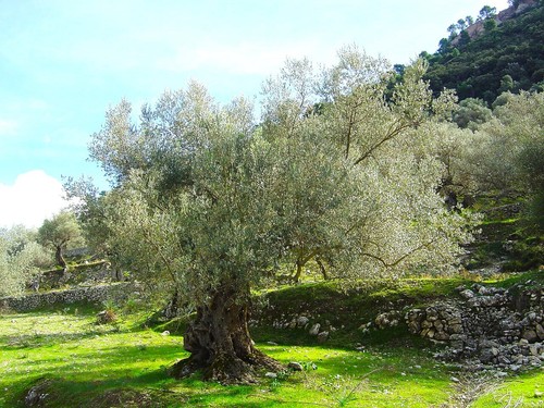 Canino Olive Tree Seeds | Italian Virgin Oil Perennial Seed 2025 Fast Shipping - Picture 11 of 12
