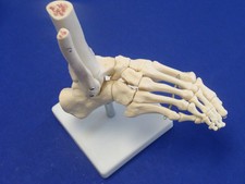 Model Anatomy Professional Medical Foot Joint Life Size IT-012 USA ARTMED 