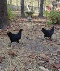 ●6 Fresh Ayam Cemani Hatching Egg-Rarest Chicken on the Planet Organic Pure