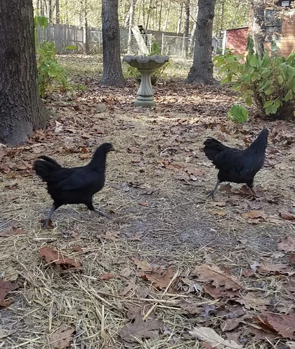 ●6 Fresh Ayam Cemani Hatching Egg-Rarest Chicken on the Planet Organic Pure
