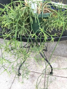 RHIPSALIS QUELLEBAMBENSIS...VERY UNIQUE 5 FRESH CUTTINGS! Hard to Find!!