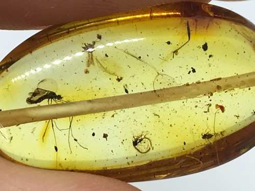 Bernstein Halskette Insekt in jeder Perle Geschenk Natur Fossil Baltikum Unikat 47g 11160 - Bild 3 von 12