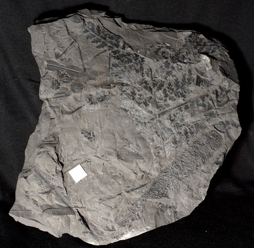 Museum quality rare species Carboniferous plant fossil fern & Bothrostrobus cone - Picture 8 of 19