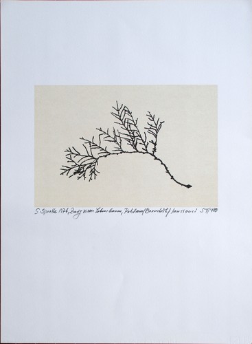 Siegward Sprotte Lebensbaum Zweig Potsdam signiert Offsetdruck 1976 54/400 - Bild 3 von 4