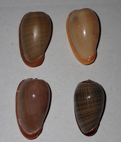 33-37mm KONVOLUT 4 FARBEN Marginella Elegans Muschel #AK6 Surin Island - Bild 4 von 5