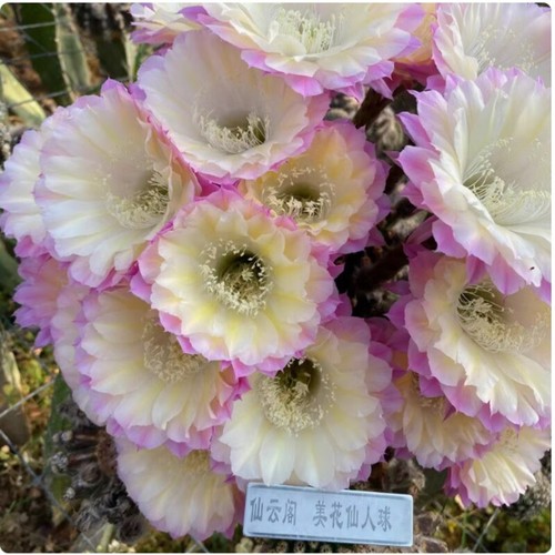 5-6 cm Cactus Suculento Planta Rara Hogar Jardín Decoración Plantas - Imagen 3 de 4