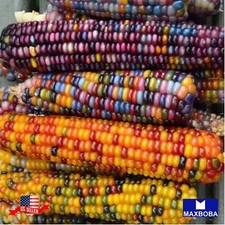 12 Corn Seeds Popcorn Glass Gem Colorful Rainbow Non-GMO Vegetable BOGO 50 OFF
