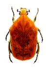 GYMNETIS SP.  MAR236 24MM BR, NICE