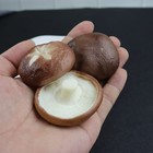 6PCS Photoing Fake Pilz imitierten Pilzmodelle Simulierte Pilz -Dekore simuliert