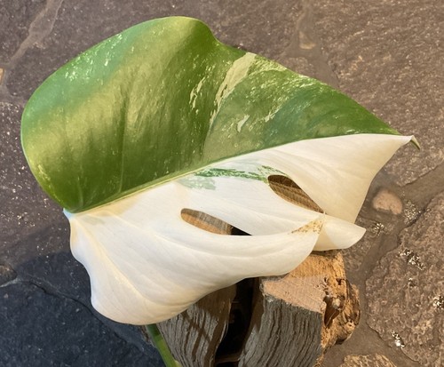 Monstera deliciosa variegata Fensterblatt + Rhaphidophora tetrasperma variegata - Bild 5 von 12