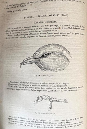 Enciclopedia de historia natural Chenu Vögel 1856 - Imagen 3 de 5